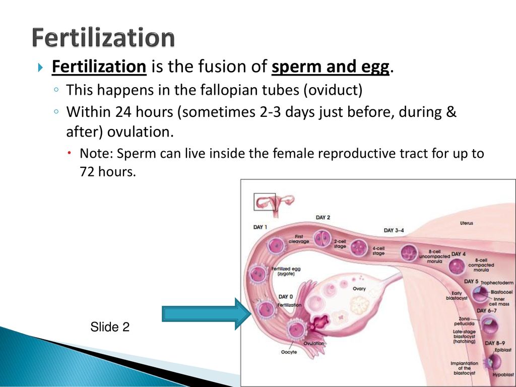 Female Reproductive Anatomy The Garden Of Fertility