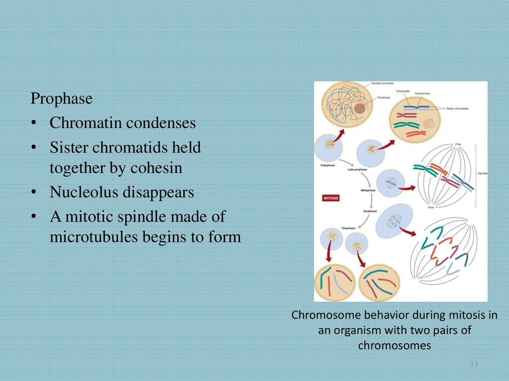 Chapter 5 Chromosomes. Biology Diagrams