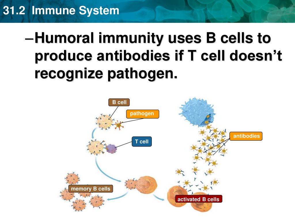 Humoral immunity uses B cells to produce antibodies if T cell doesn’t recognize pathogen.