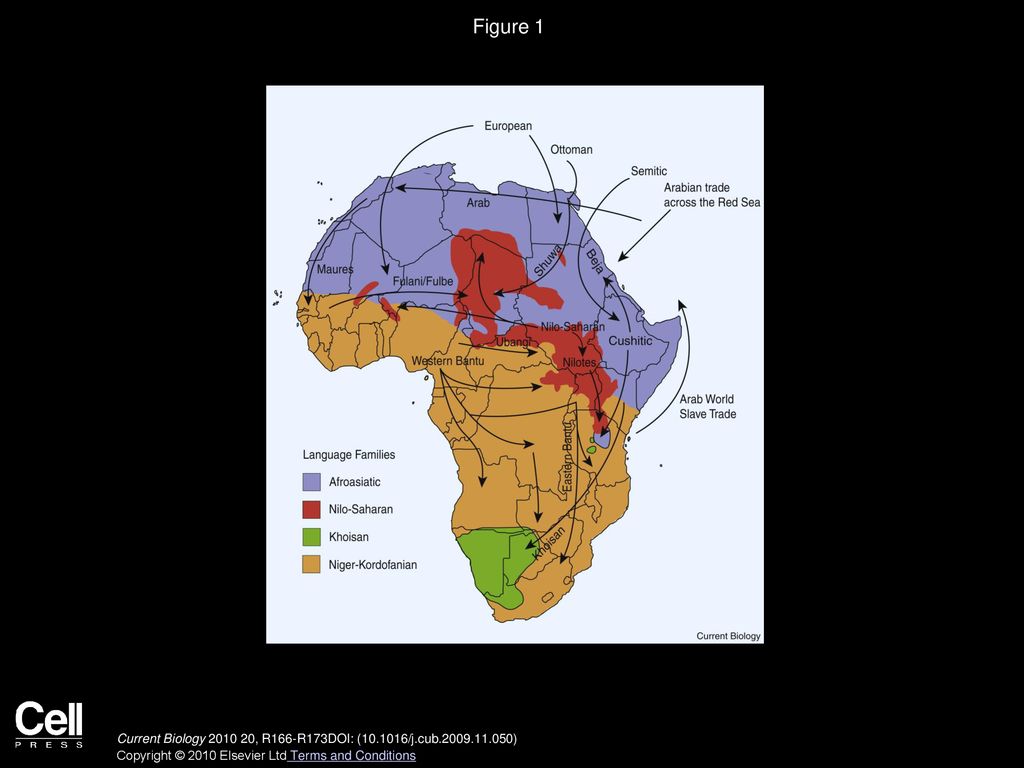 The Evolution of Human Genetic and Phenotypic Variation in Africa ppt