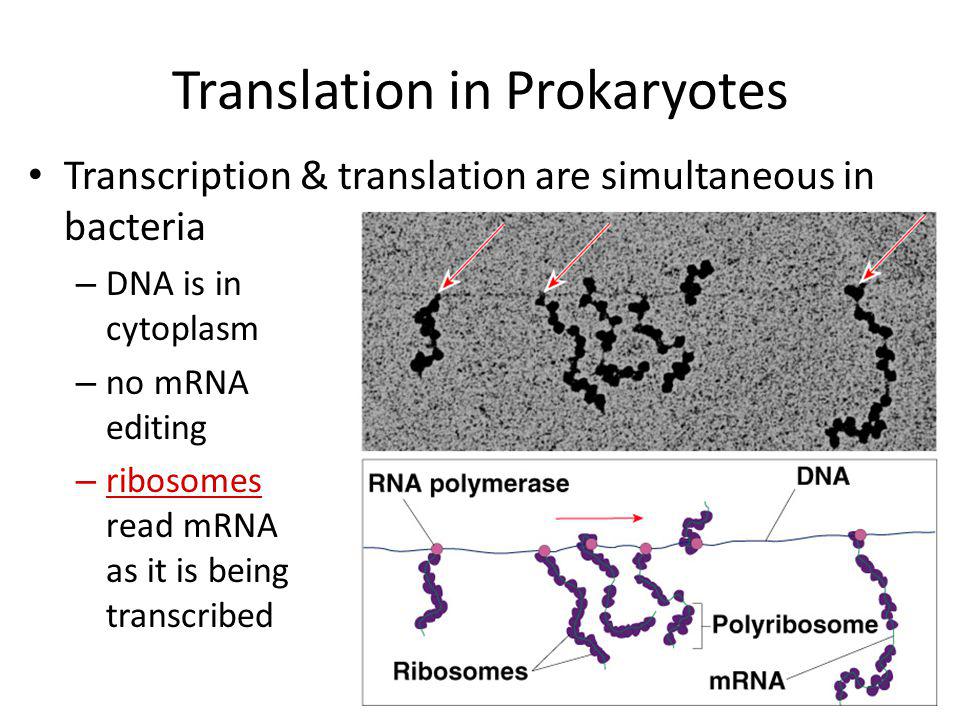 Ares перевод. Translation in prokaryotes. The process of Transcription in bacteria. Biology of the prokaryotes. In prokaryotic Cells, Transcription and translation are coupled processes.