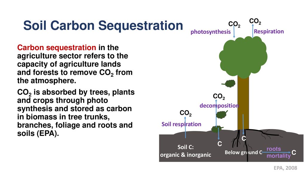 Forest Diagram Carbon Sinks Wiring Diagram