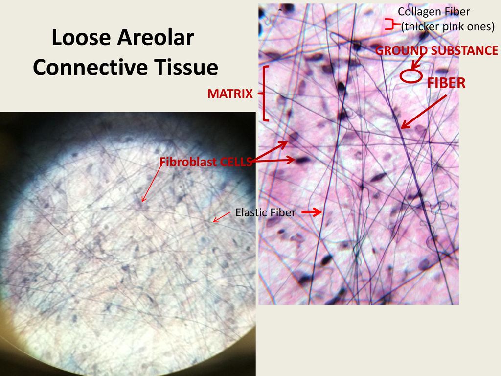 Epithelial Tissue Characteristics:. - ppt download