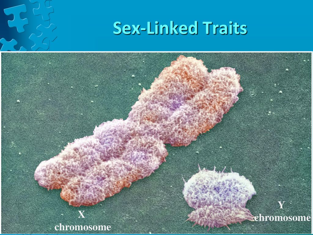 Пол у птиц хромосомы. Половые хромосомы. Половые хромосомы рыб.