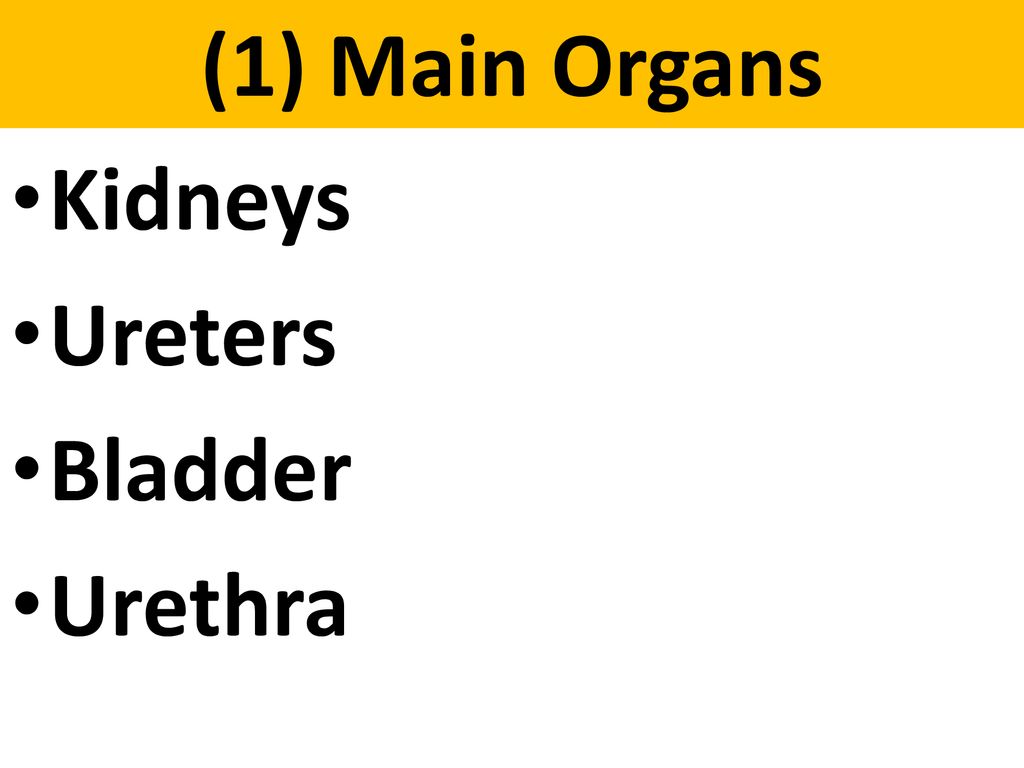 (1) Main Organs Kidneys Ureters Bladder Urethra