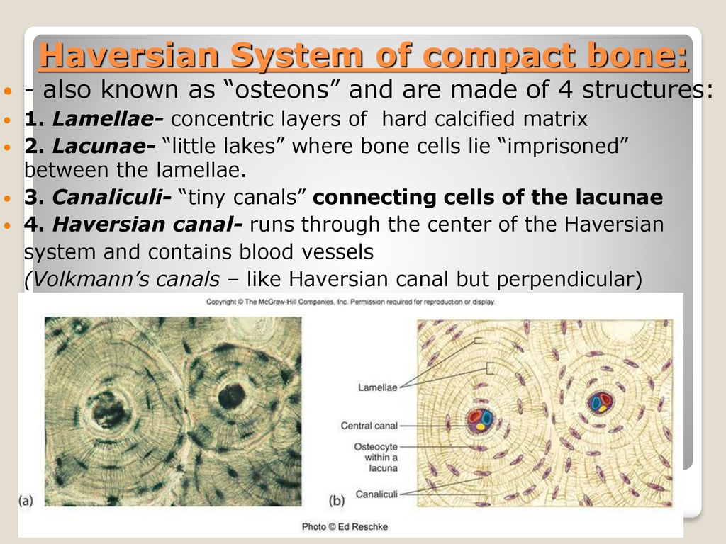 bones 206 ligaments cartilage teeth ppt download