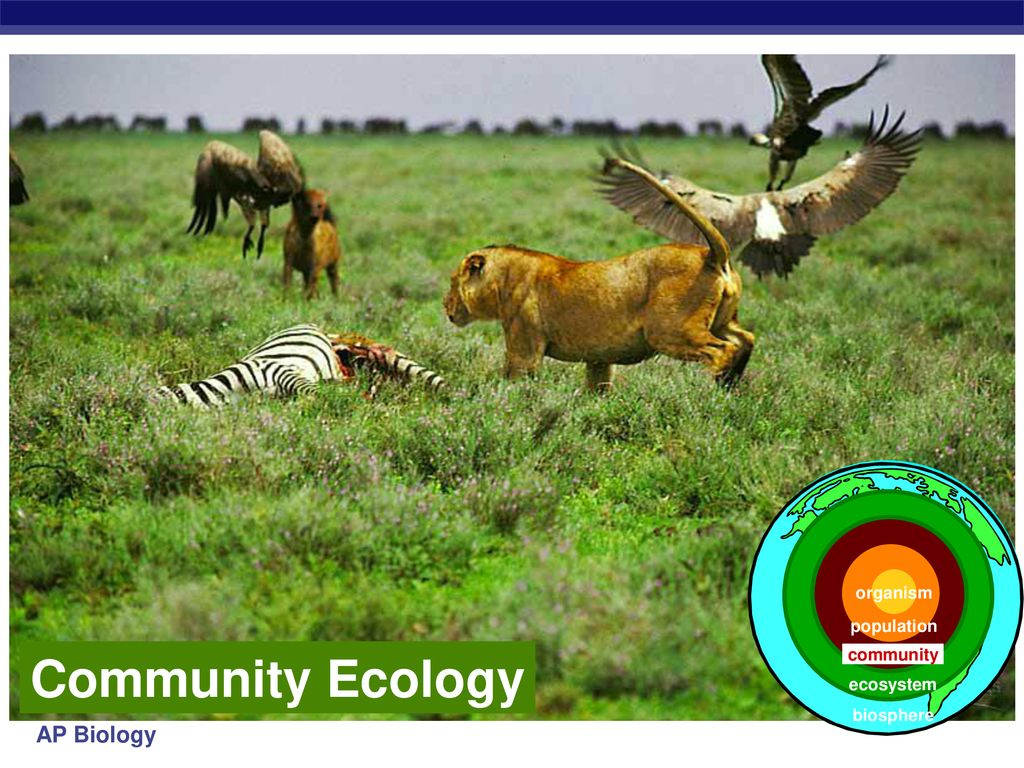 organism population Community Ecology community ecosystem biosphere