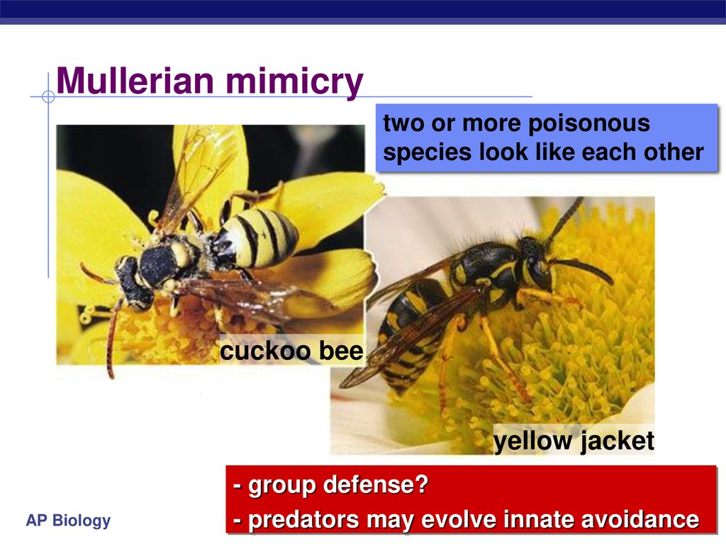 Mullerian mimicry cuckoo bee yellow jacket