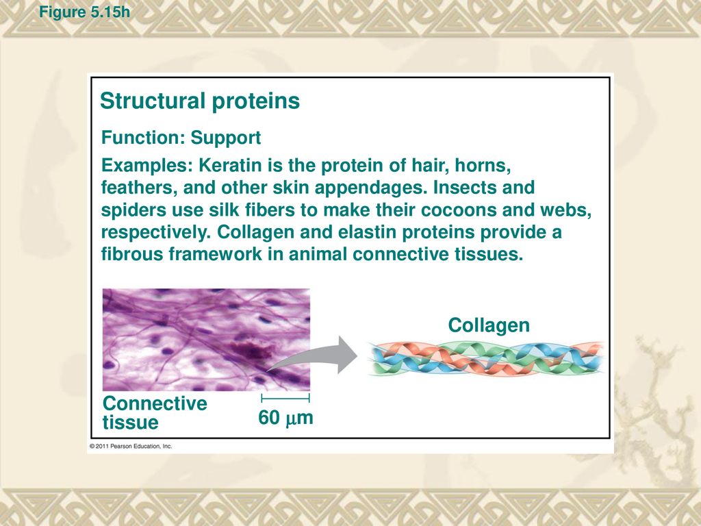The Structure and Function of Large Biological Molecules - ppt download