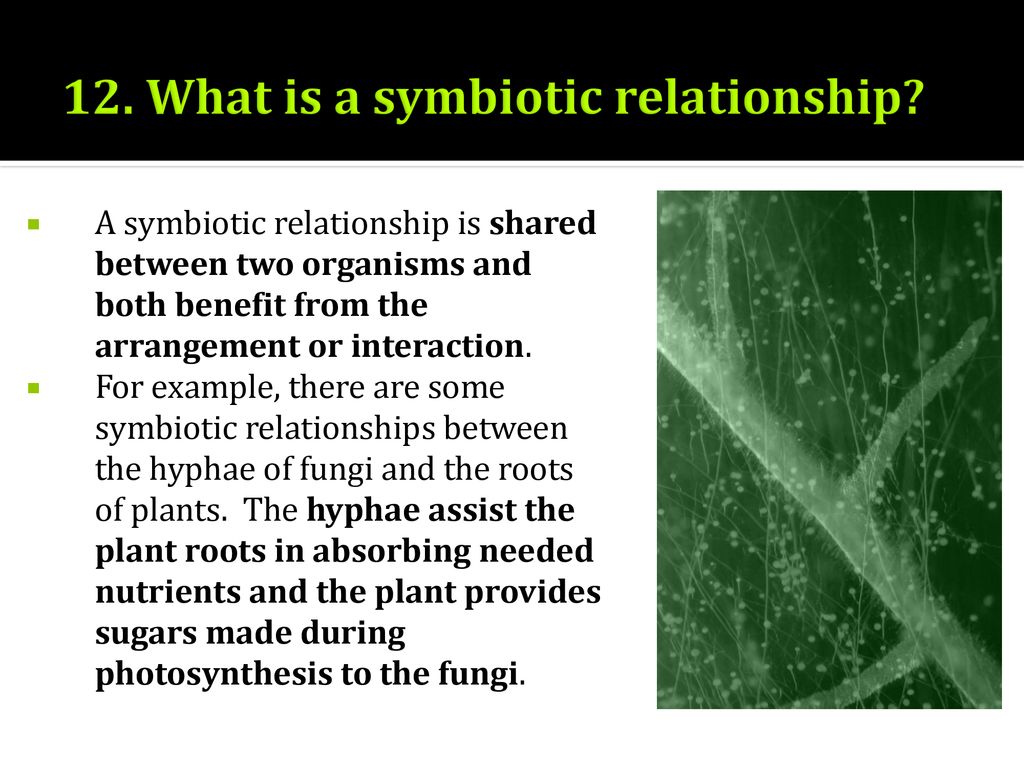 12. What is a symbiotic relationship