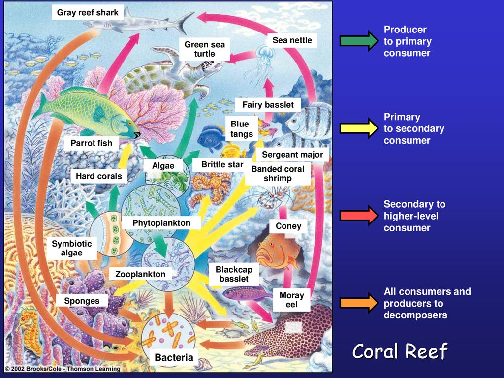 Chapter 7 Aquatic Ecology: Biodiversity in Aquatic Systems ppt download