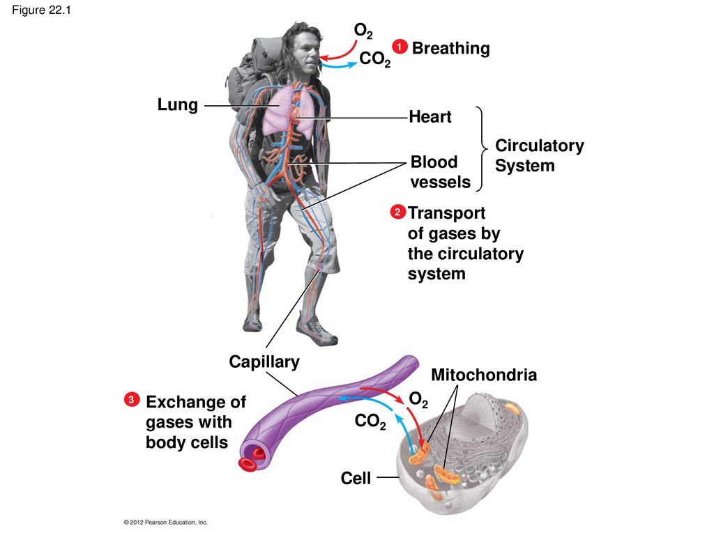 Chapter 22 Gas Exchange. - Ppt Download