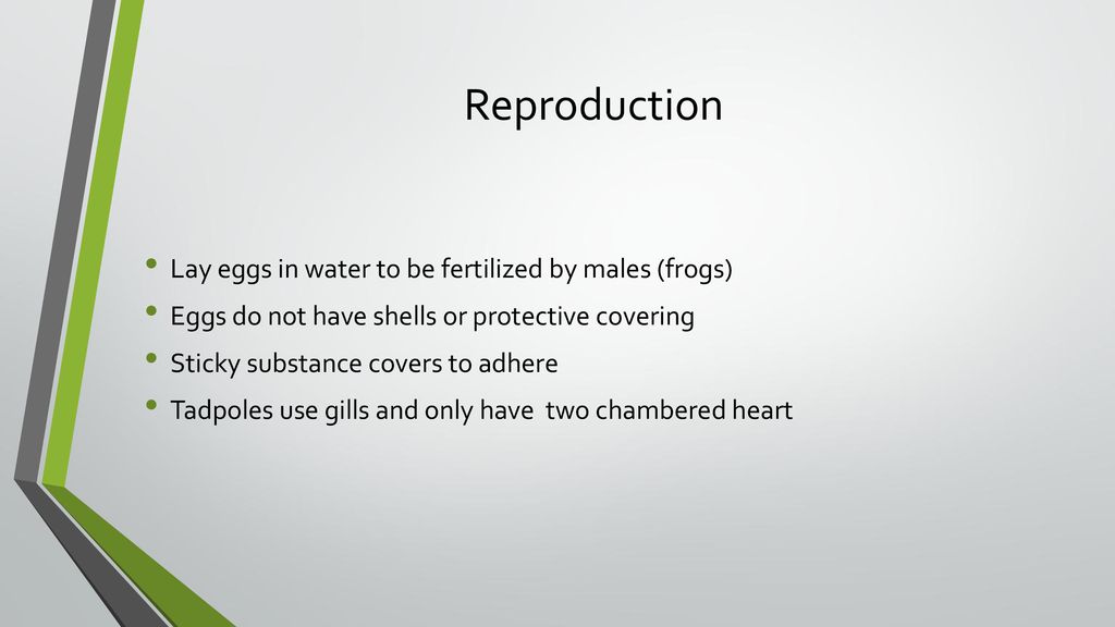 FISHES AND AMPHIBIANS CHAPTER 28 MRS. BENDER. - ppt download