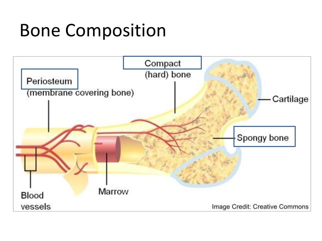 Функции костного мозга в трубчатой кости. Структура человеческой кости. Внешнее и внутреннее строение кости. Анатомическое строение костей. Внутреннее строение кости человека.