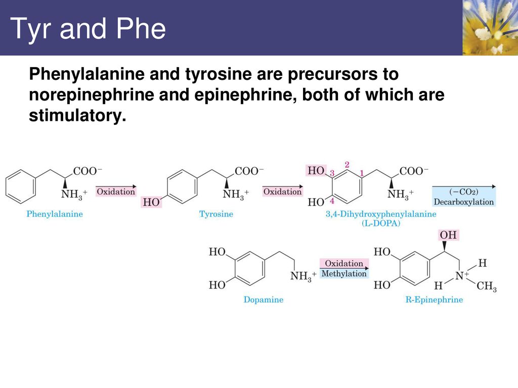 Tyr and Phe Phenylalanine and tyrosine are precursors to norepinephrine and epinephrine, both of which are stimulatory.