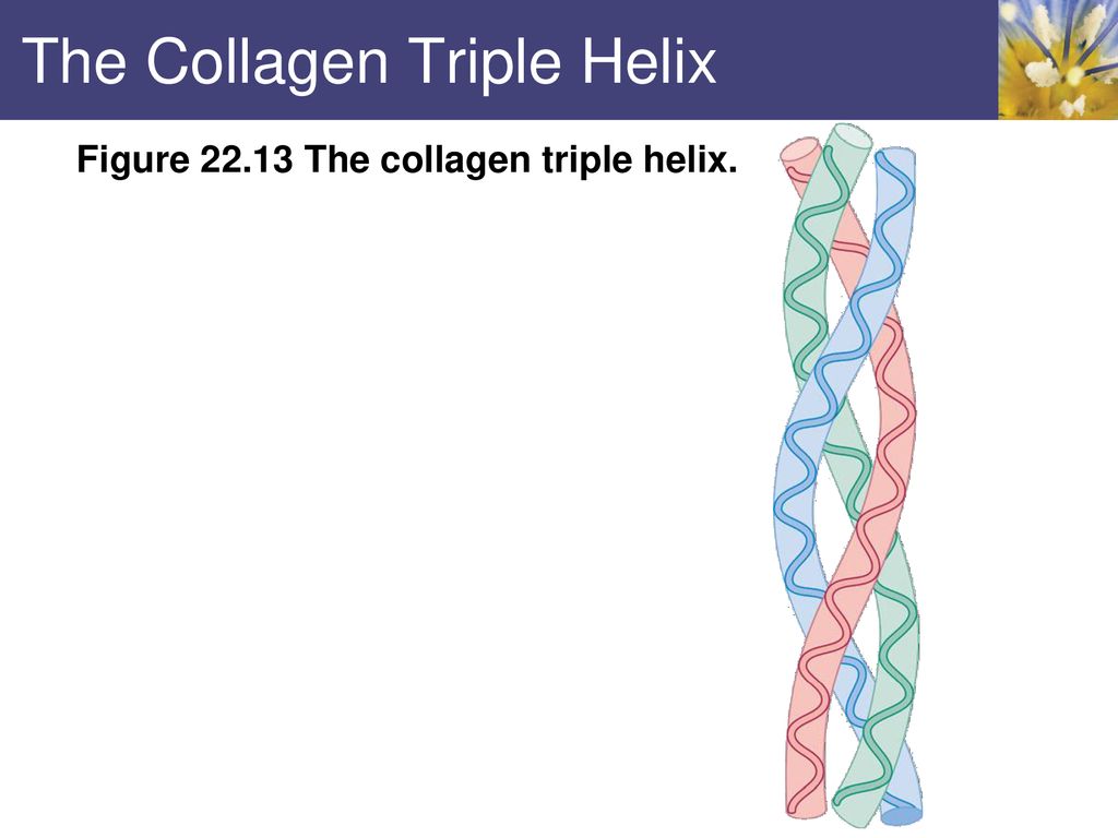 The Collagen Triple Helix