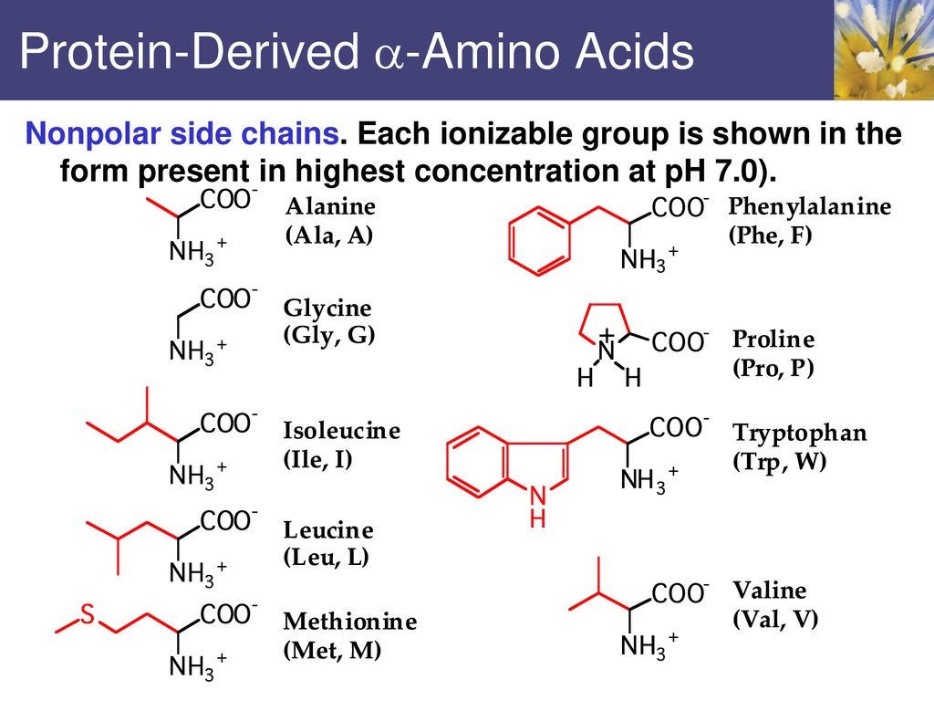 Protein-Derived -Amino Acids