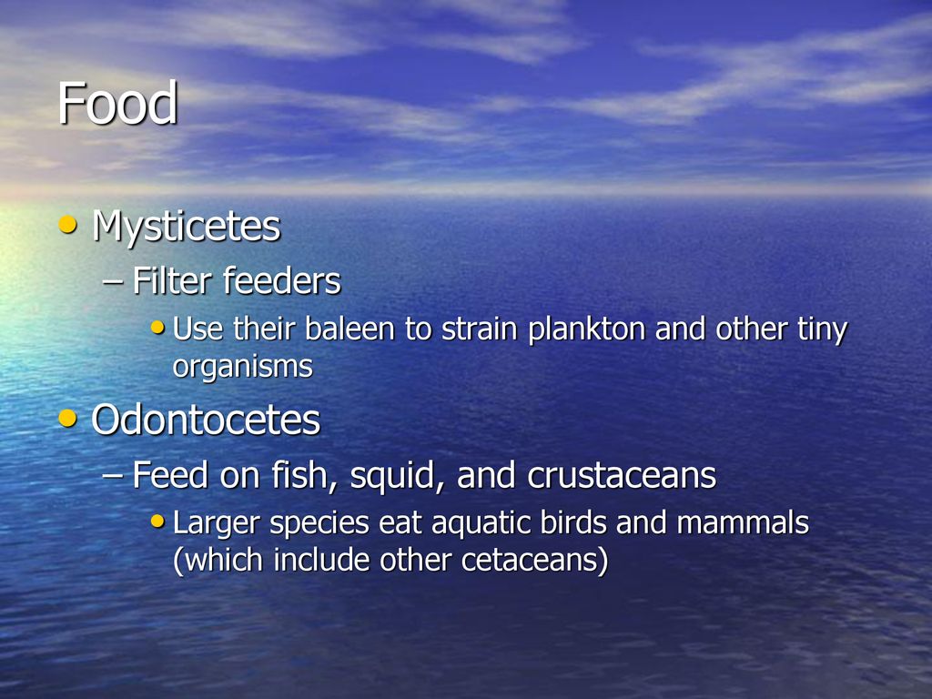 Marine Mammals Order Cetacea - ppt download