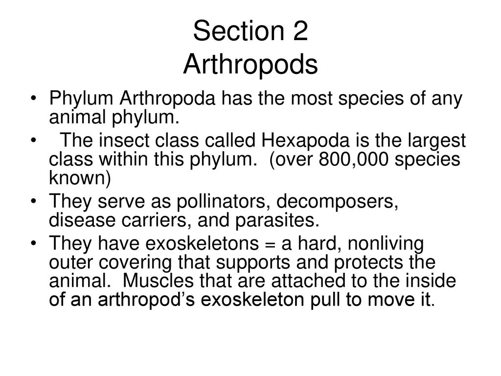 Chapter 16 Invertebrates II - ppt download