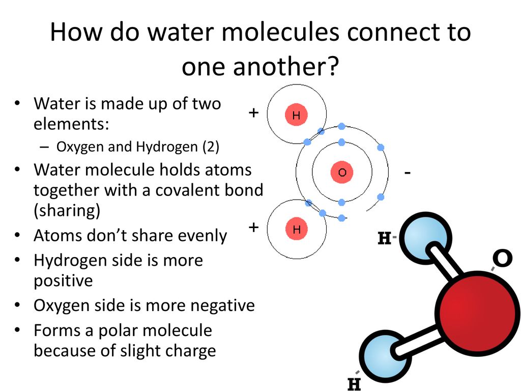 How do water molecules connect to one another