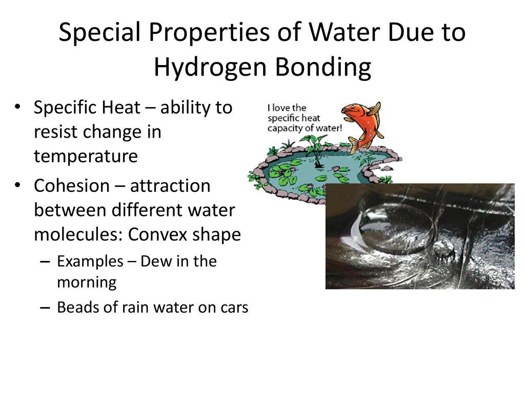 Special Properties of Water Due to Hydrogen Bonding