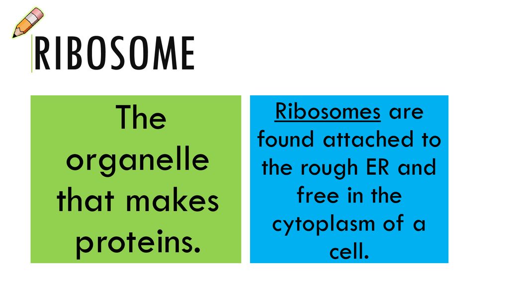 The organelle that makes proteins.