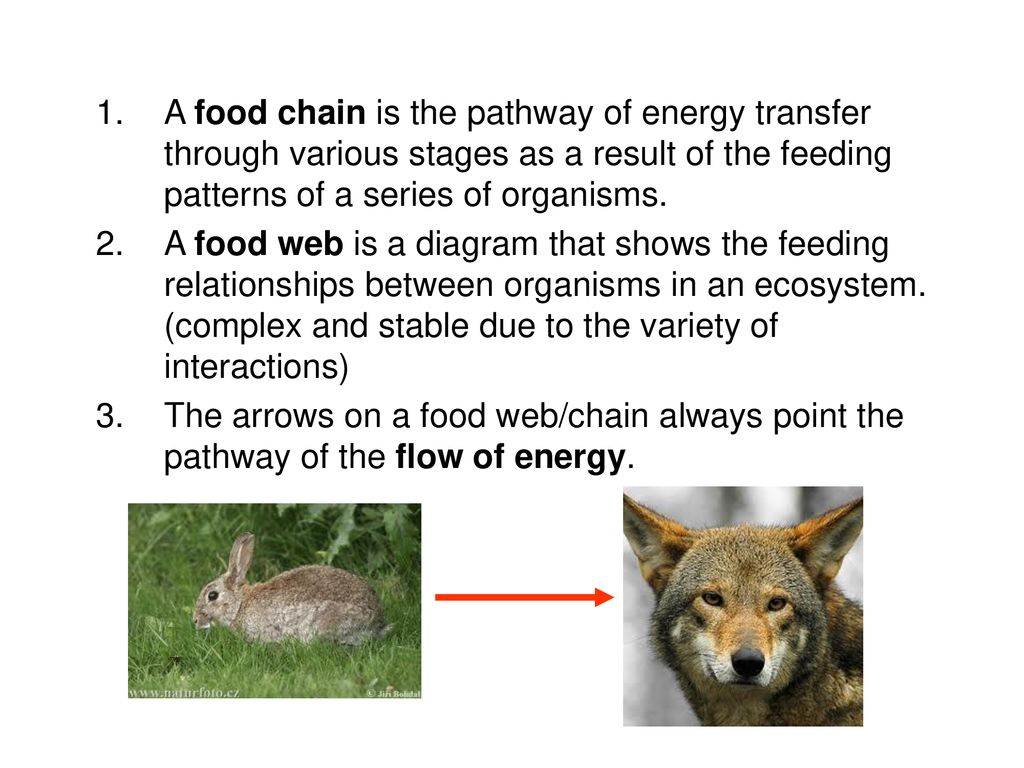 Ecology Review Ecology is the study of the interactions of living ... Biology Diagrams