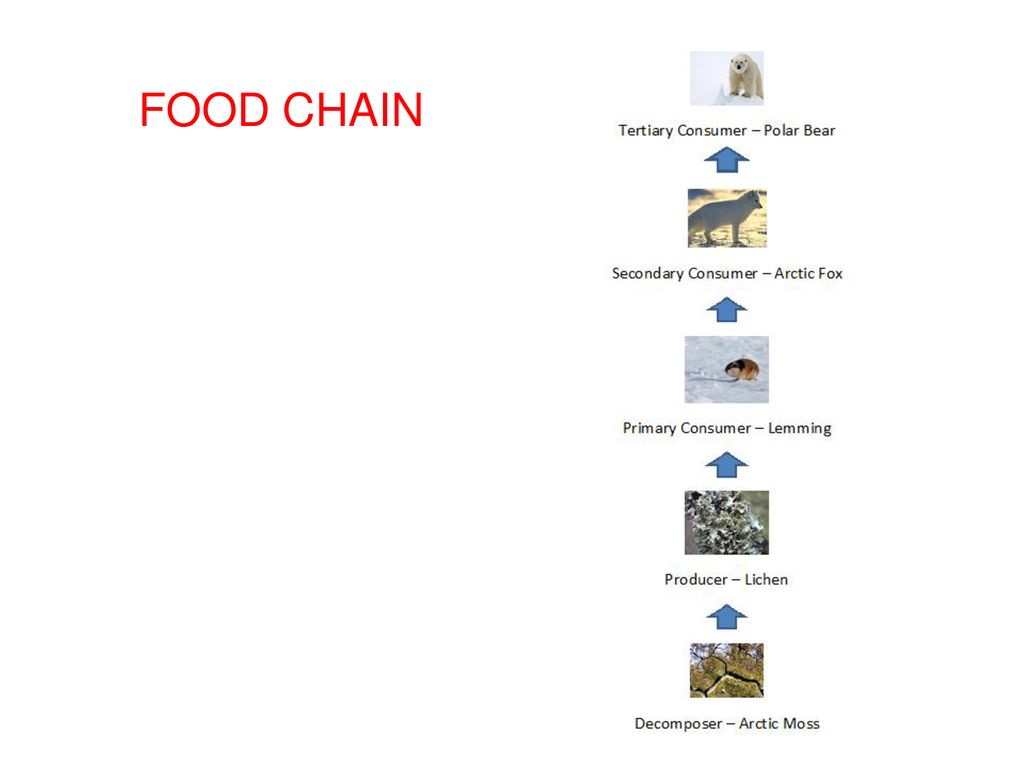Ecology Review Ecology is the study of the interactions of living ... Biology Diagrams