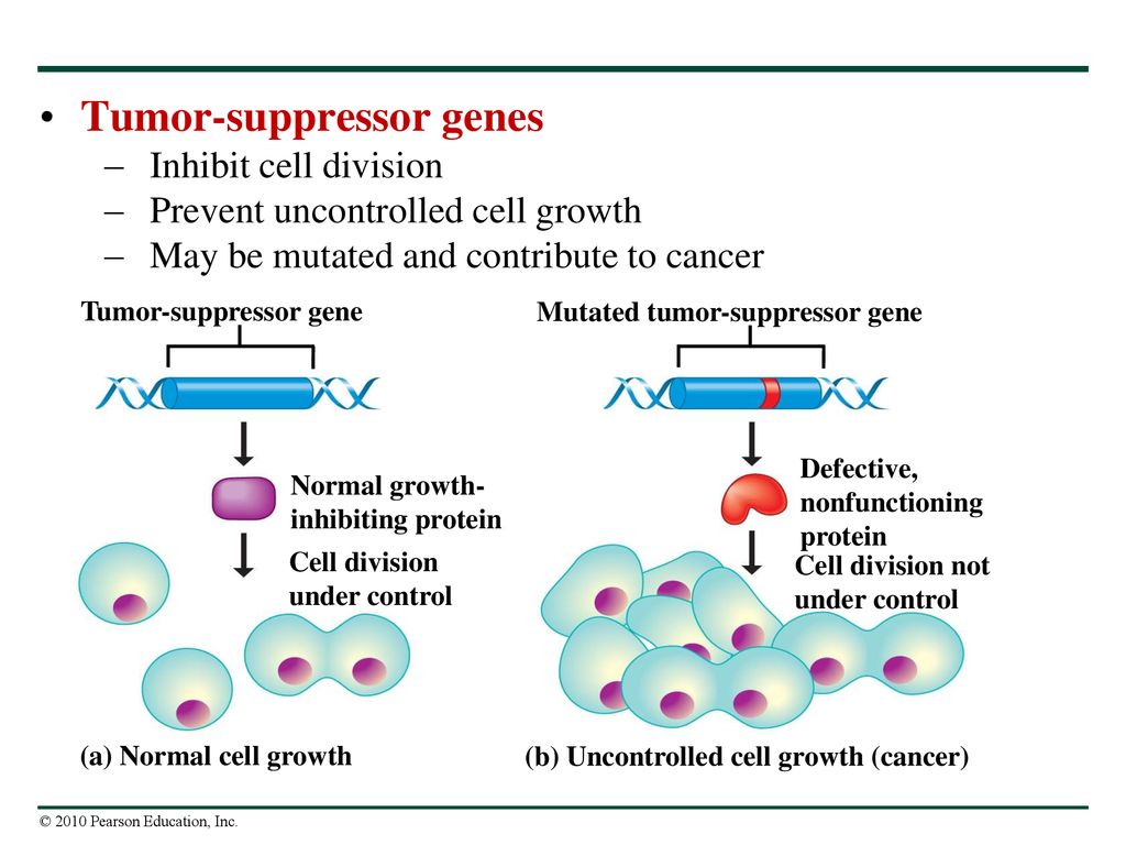How Genes Are Controlled Biology Diagrams