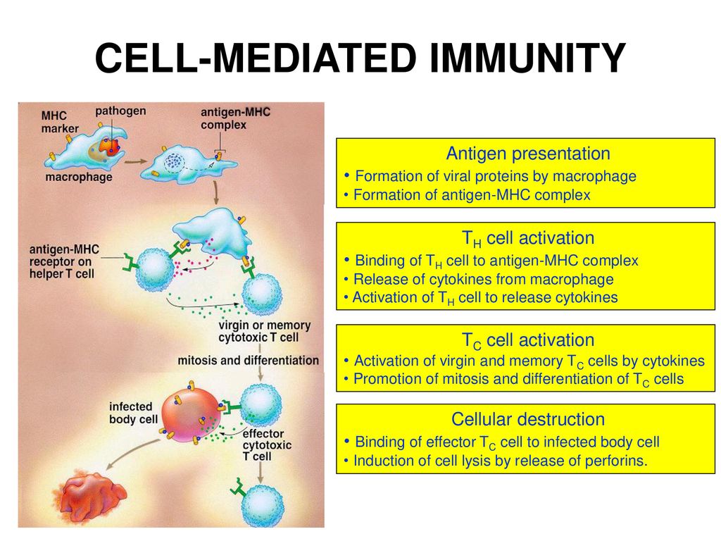 cell-mediated-immunity-ppt-download