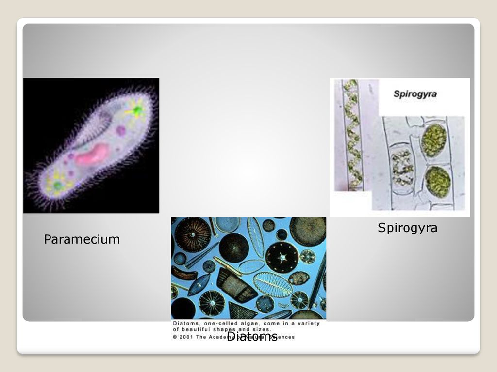 Hierarchy Of Classification Of Organisms - Ppt Download