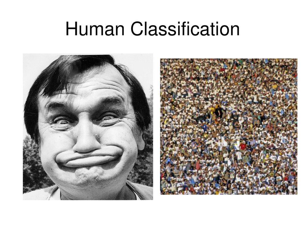 Human Classification Domain: Eukarya Kingdom: Animalia