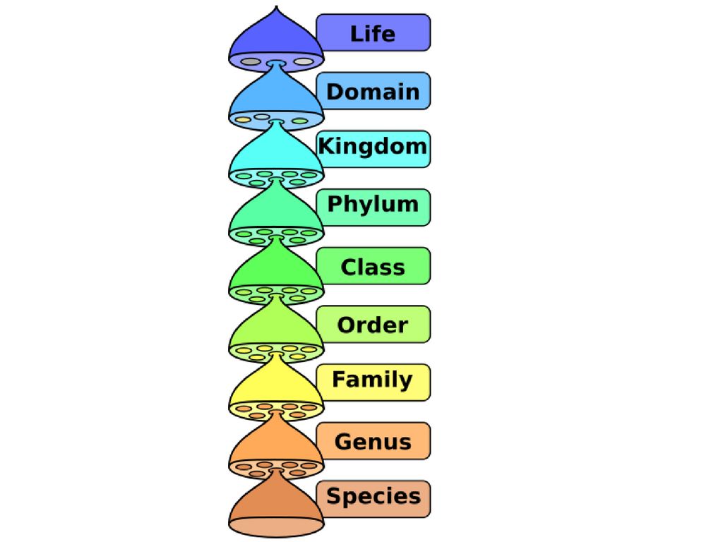 Organisms are grouped into smaller and smaller groups all the way down to their species
