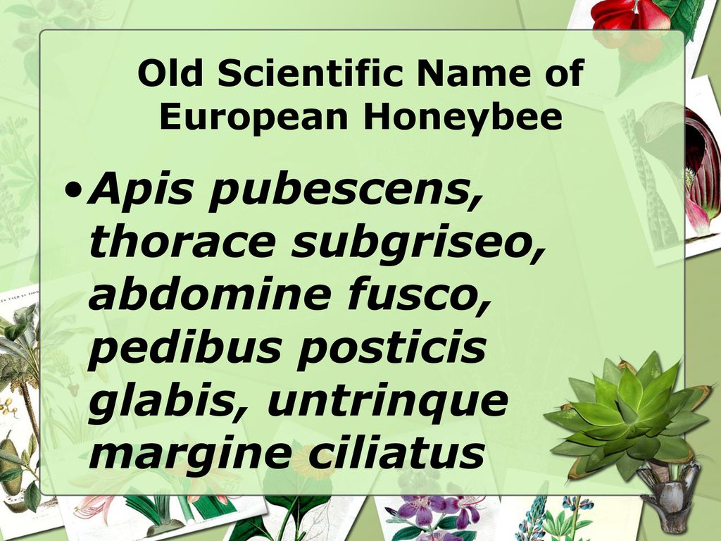 Old Scientific Name of European Honeybee
