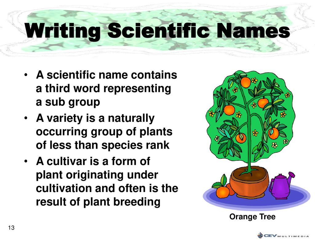Naming Plants Scientifically - ppt download