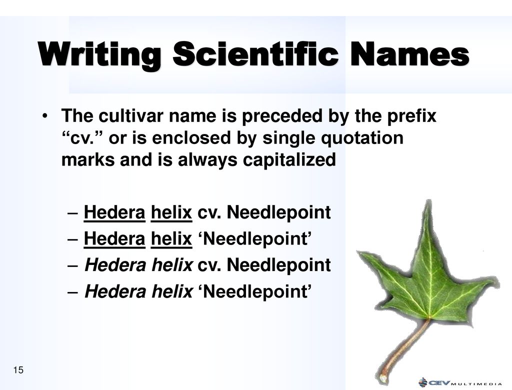 Naming plants scientifically ppt download