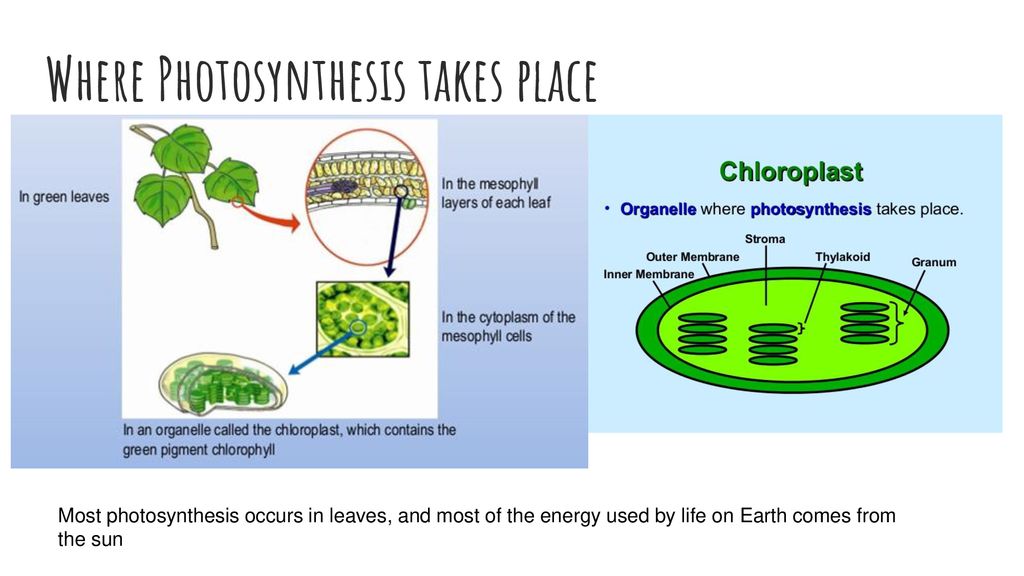 Ap bio photosynthesis review ppt download