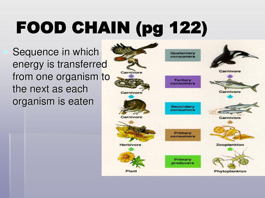 Chapter 13 Principles of Ecology Biology Diagrams