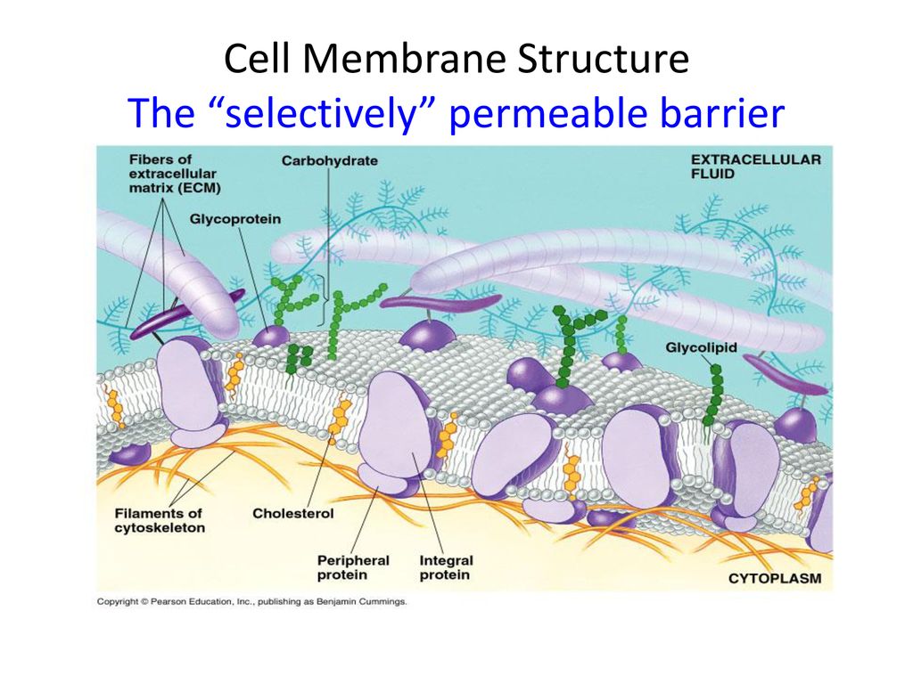 Cell Membrane Structure 1 2 Ppt Download why-is-the-plasma-membrane-called-a-selectively-permeable-membrane