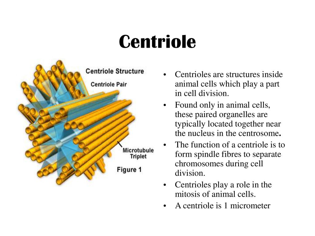 All the little things inside eukaryotic cells - ppt download