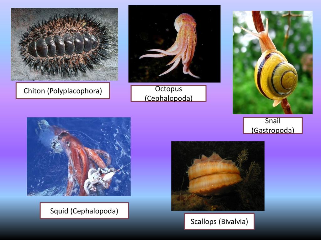 Mollusca Soft bodied animals. - ppt download