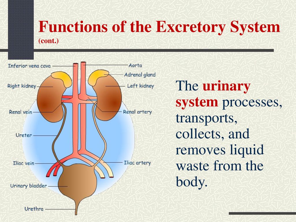 The Excretory System C15l3 Ppt Download