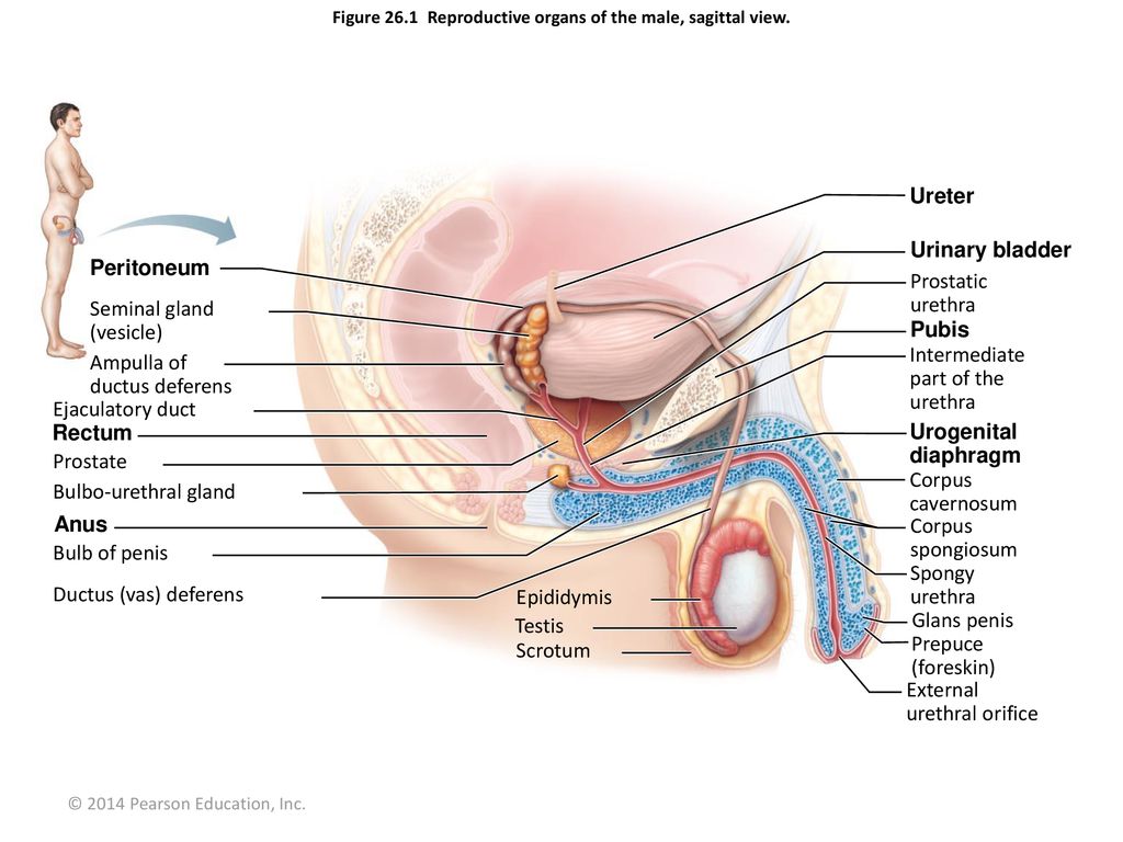 Figure 26 1 Reproductive Organs Of The Male Sagittal View Ppt Download