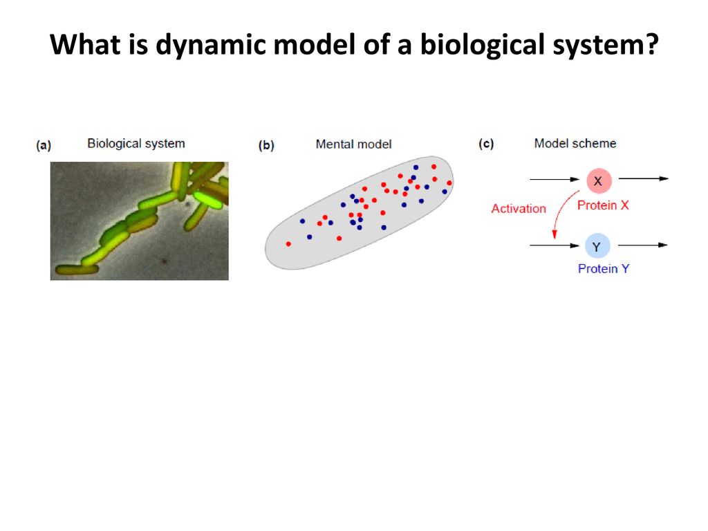 Protein Biochemistry & Bioinformatics Dynamic modeling - ppt download