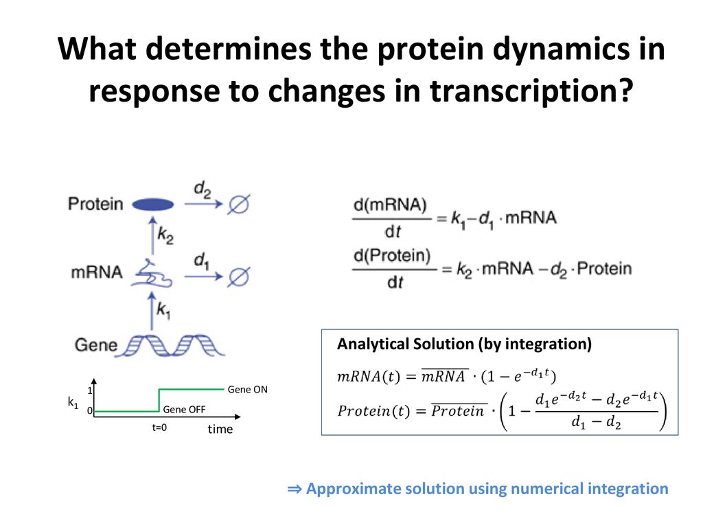 Protein Biochemistry & Bioinformatics Dynamic modeling - ppt download