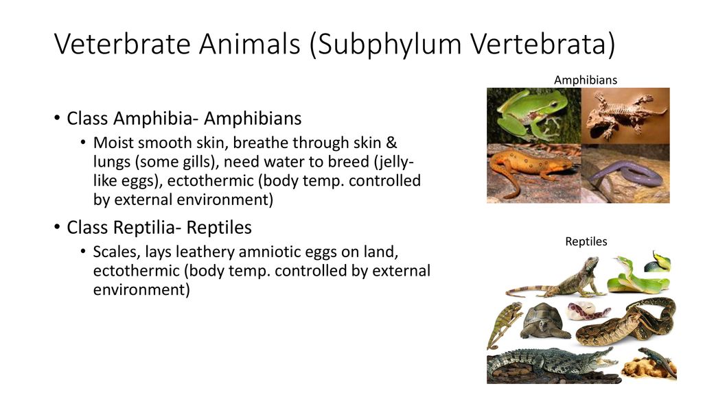 Diversity in Biology. - ppt download