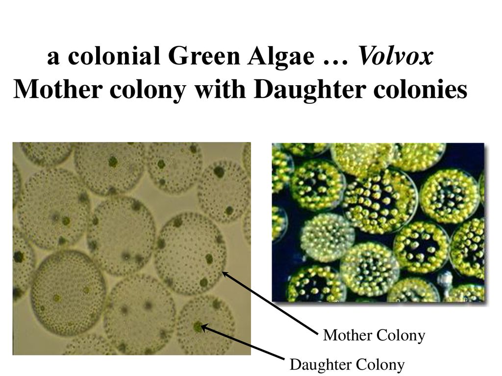 colonial green algae