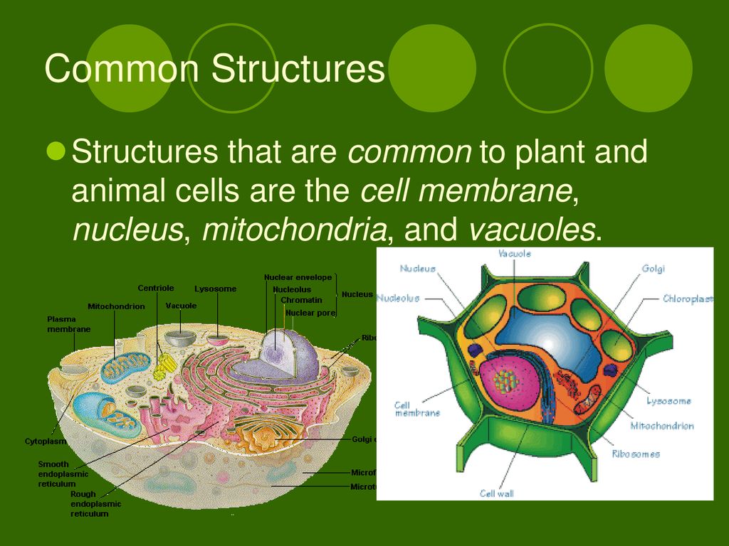 CELLS Summarize the structures and functions of the major components of  plant and animal cells (including the cell wall, the cell membrane, the. -  ppt download