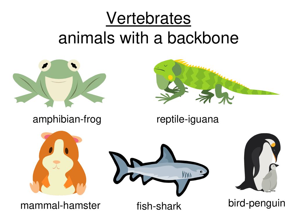 Тест по теме позвоночные животные. Позвоночные животные. Позвоночные животные примеры. Vertebrates. Позвоночные животные рисунок.