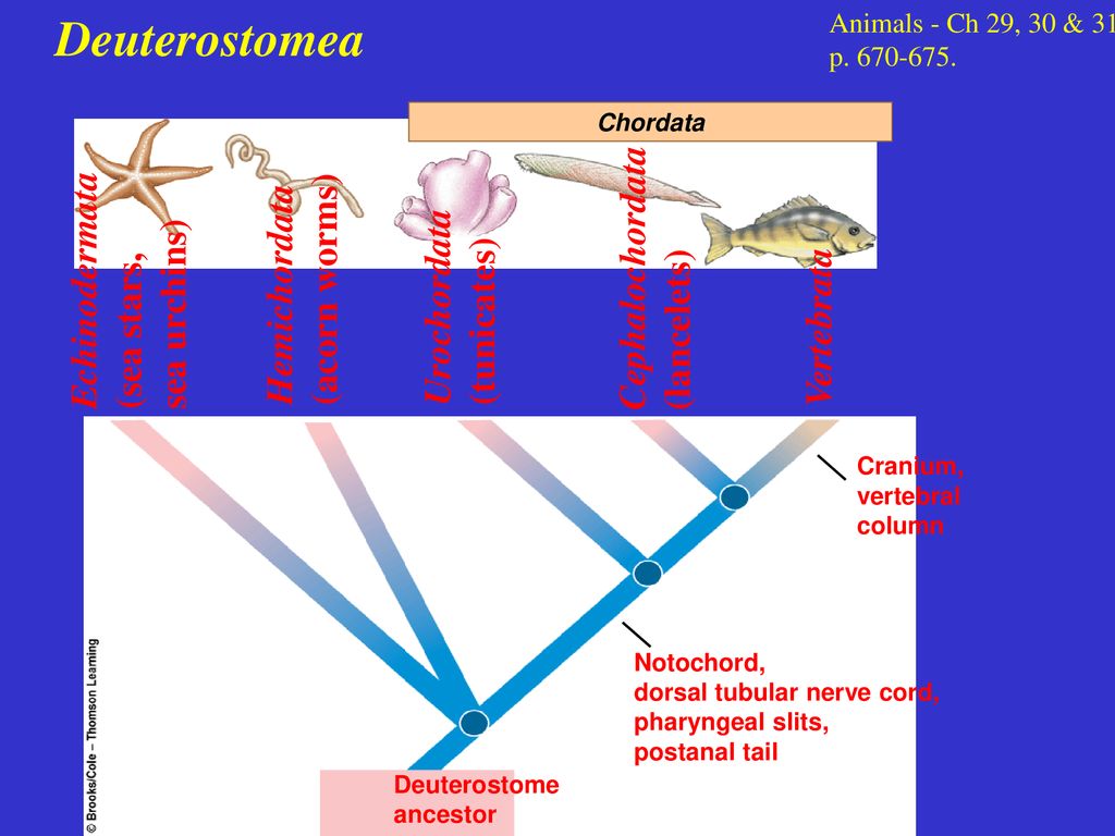 Deuterostomea Cephalochordata Echinodermata Hemichordata (acorn worms